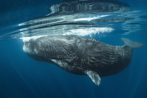 o-segredo-das-baleias-serie-nat-geo-disney-plus