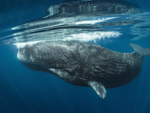 o-segredo-das-baleias-serie-nat-geo-disney-plus