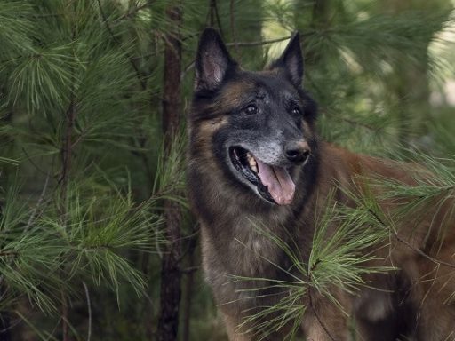 The Walking Dead: morre Seven, cão que contracenou com Norman Reedus na série