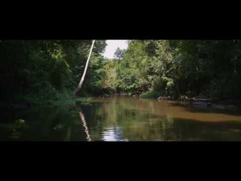 amazônia groove