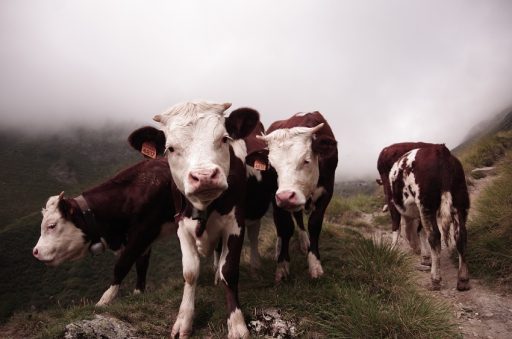 vacas na capa do poste sobre documentários na netflix