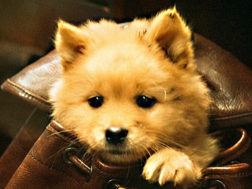 Hachiko Para Sempre chega ao Brasil pela Paris Filmes