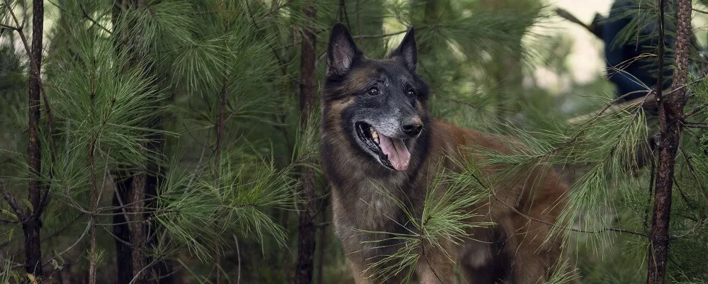 The Walking Dead: morre Seven, cão que contracenou com Norman Reedus na série