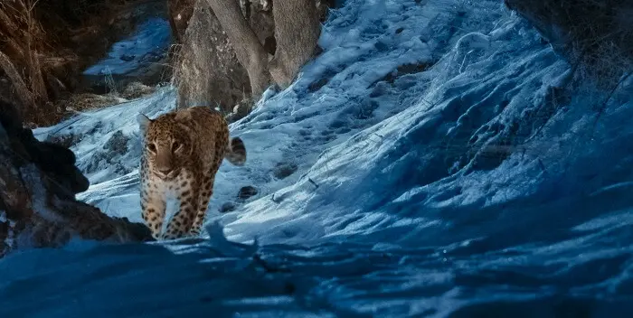 Um leopardo-do-Cáucaso encontrado em Espécies Raras, com estreia global em 11 de julho de 2025 no Apple TV+