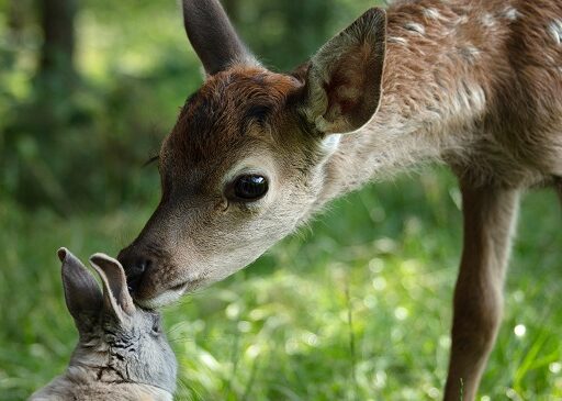 Bambi Uma Aventura na Floresta, de Michel Fessler