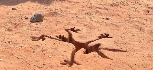 Coyote vs. Acme
