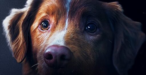 Bom Menino (Good Boy, 2025) - filme de terror da Paris Filmes