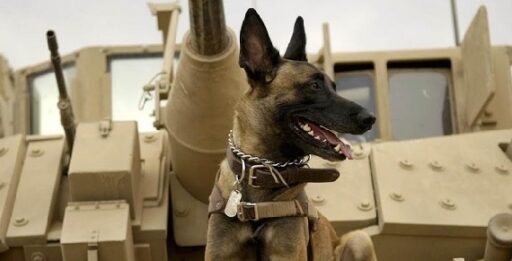 Max: O Cão Herói (2015) Crítica, fatos e curiosidades do filme