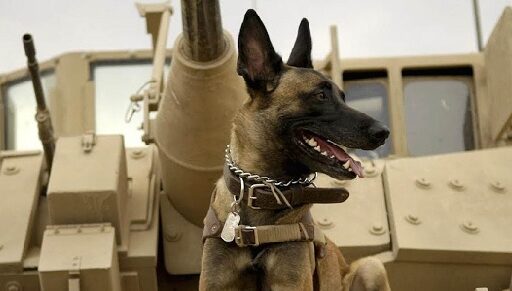 Max: O Cão Herói (2015) Crítica, fatos e curiosidades do filme