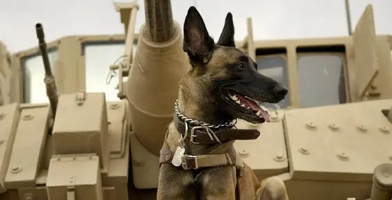 Max: O Cão Herói (2015) Crítica, fatos e curiosidades do filme